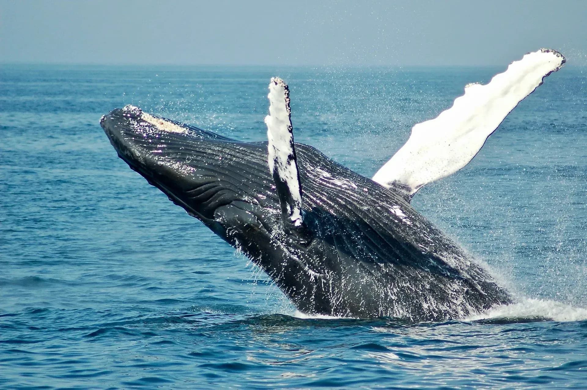 A humpback whale breaches off the Costa Rican coast near Vajra Jahra Retreat Center, offering a breathtaking wildlife experience for guests exploring top Costa Rica wedding venues.