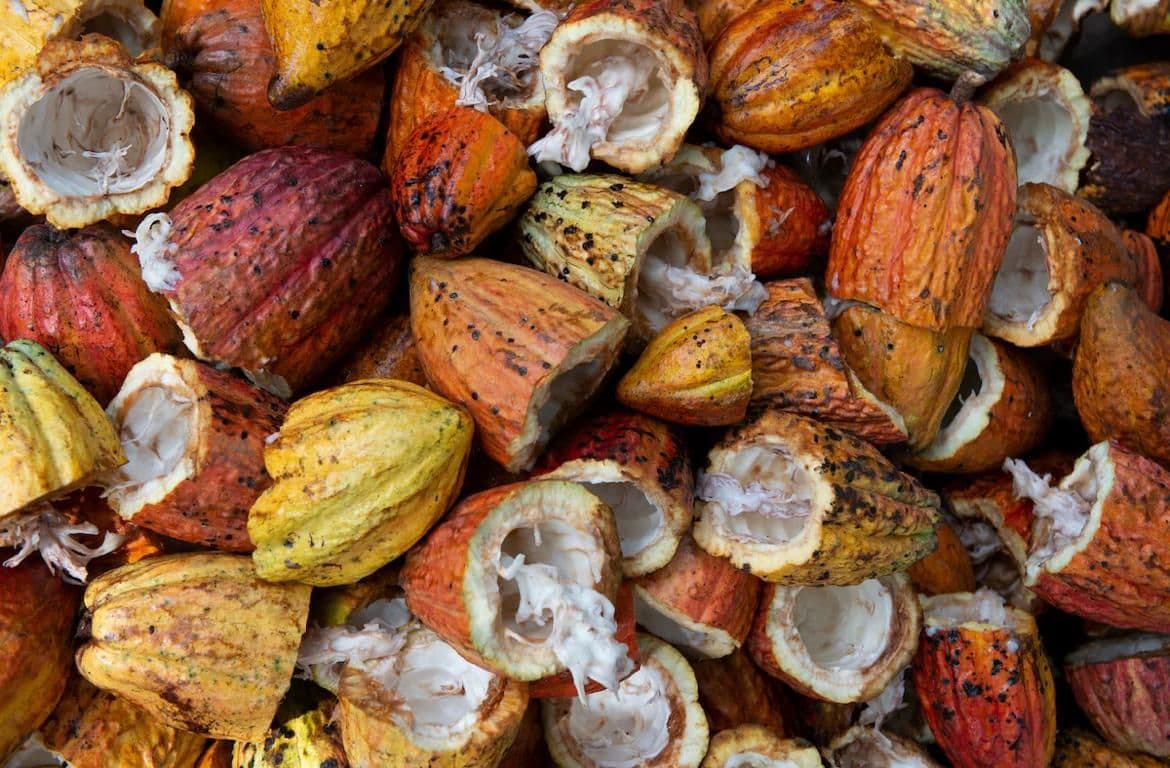 picture of a cacao, commonly used for cooking in Costa Rica